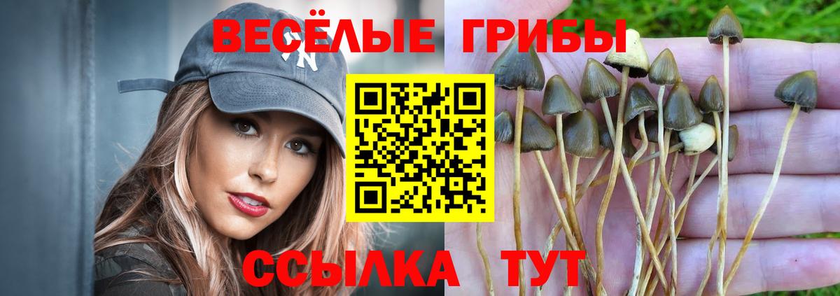 Галлюциногенные грибы Psilocybe Гулькевичи